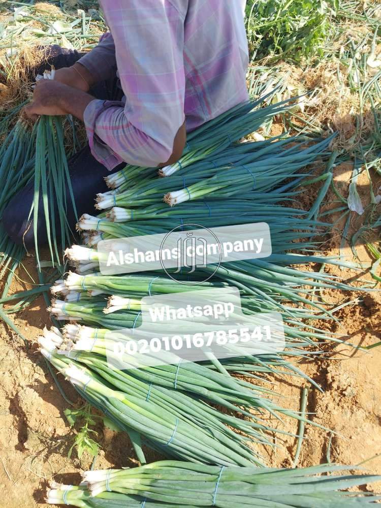 صور محاصيل وبذور زراعية في الامارات - دوّر.كوم