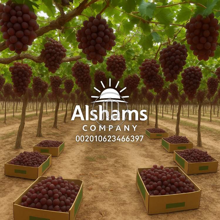 صور خدمات استيراد وتصدير في أبو ظبي - دوّر.كوم