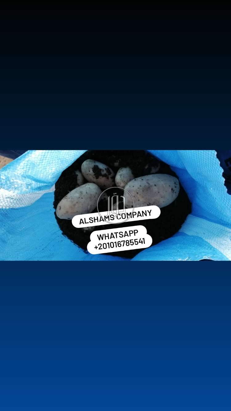 صور خدمات استيراد وتصدير في الامارات - دوّر.كوم