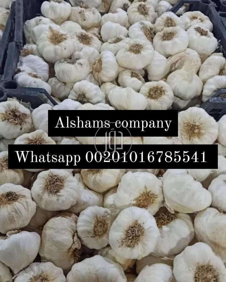 صور خدمات استيراد وتصدير في الامارات - دوّر.كوم