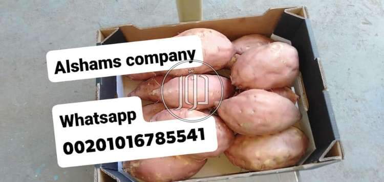 صور محاصيل وبذور زراعية في الامارات - دوّر.كوم