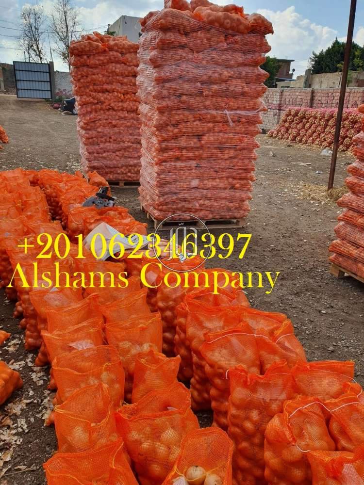 البصل الذهبي - خدمات استيراد وتصدير في السعودية بالكامل