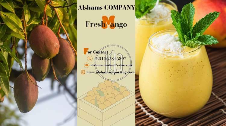 صور خدمات استيراد وتصدير في السعودية - دوّر.كوم