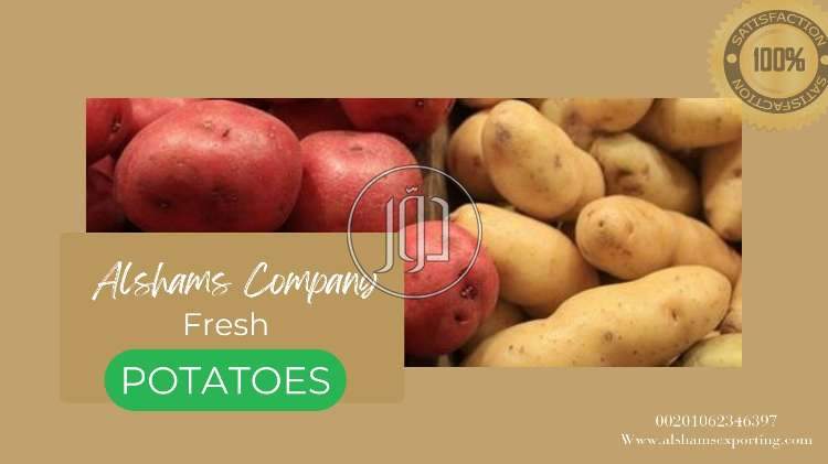 صور خدمات استيراد وتصدير في جازان - دوّر.كوم