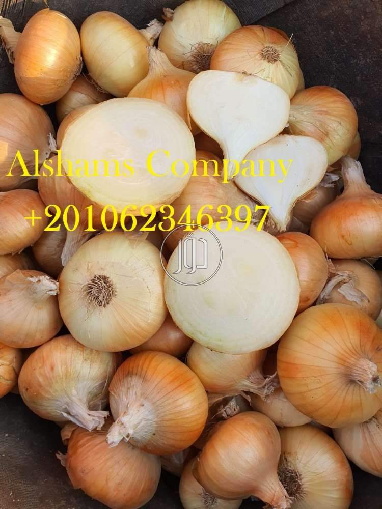 صور خدمات استيراد وتصدير في السعودية - دوّر.كوم