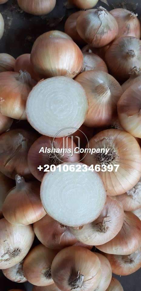 صور خدمات استيراد وتصدير في السعودية - دوّر.كوم