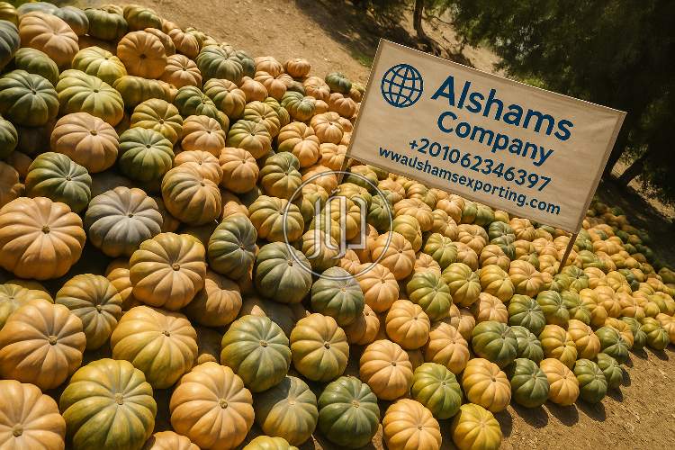 صور خدمات استيراد وتصدير في حائل - دوّر.كوم