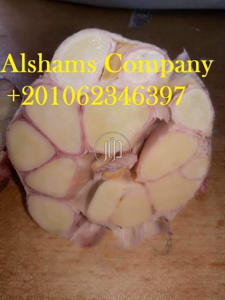 صور خدمات استيراد وتصدير في القصيم - دوّر.كوم