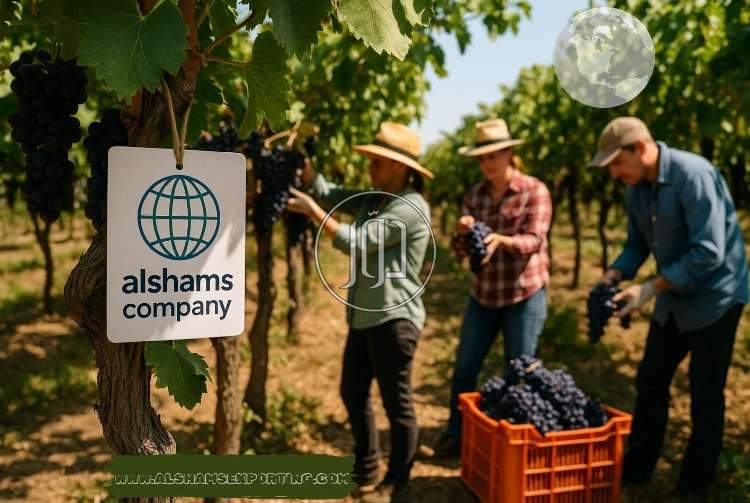 صور خدمات استيراد وتصدير في السعودية - دوّر.كوم