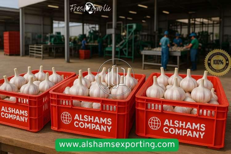 صور خدمات استيراد وتصدير في المدينة المنورة - دوّر.كوم