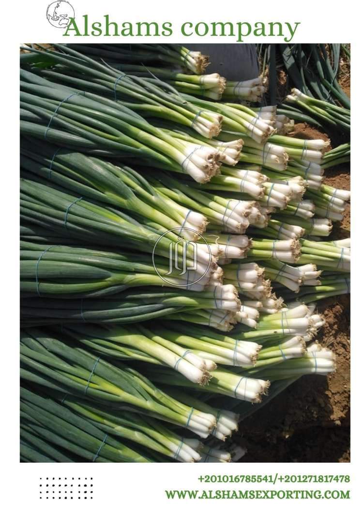 Fresh Green Onions