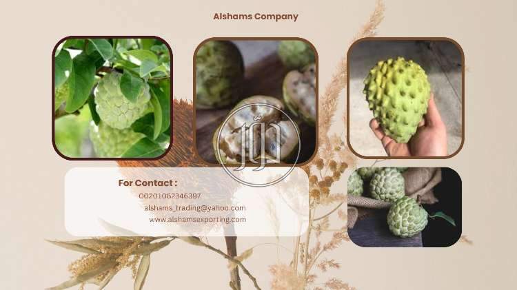 صور خدمات استيراد وتصدير في الباحة - دوّر.كوم