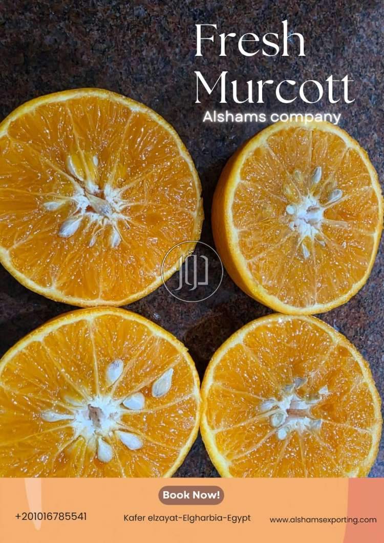 استيراد وتصدير في السعودية