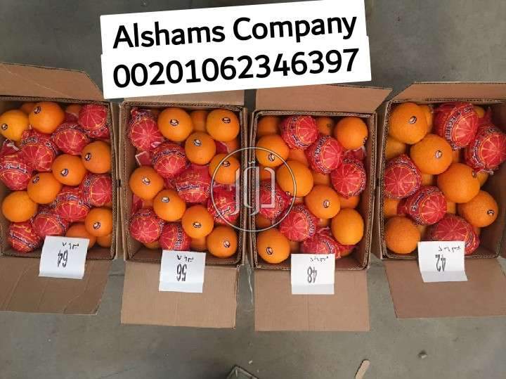 صور خدمات استيراد وتصدير في مبارك الكبير - دوّر.كوم