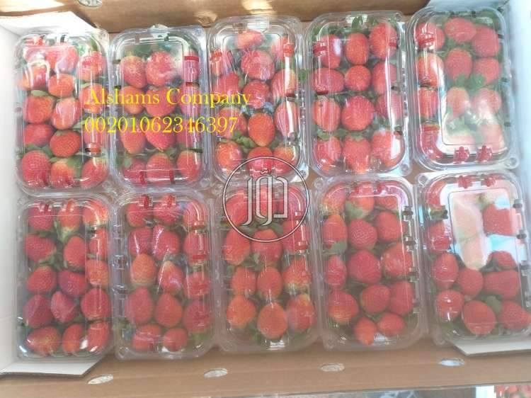 الفراوله الطازجه - خدمات استيراد وتصدير في الفروانية