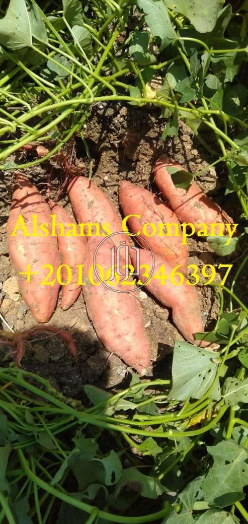 صور خدمات استيراد وتصدير في الجهراء - دوّر.كوم