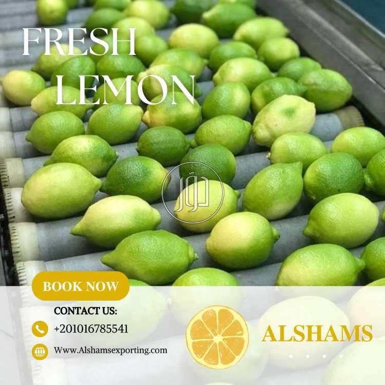 استيراد وتصدير في الكويت - دوّر.كوم