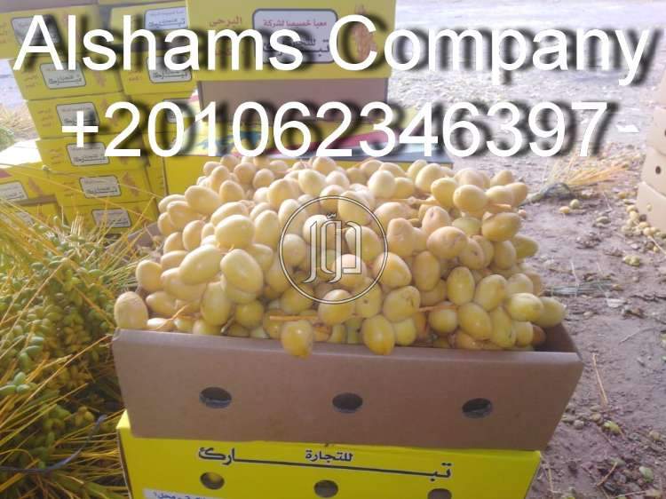 صور خدمات استيراد وتصدير في العاصمة - دوّر.كوم