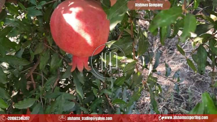 صور خدمات استيراد وتصدير في الأحمدي - دوّر.كوم