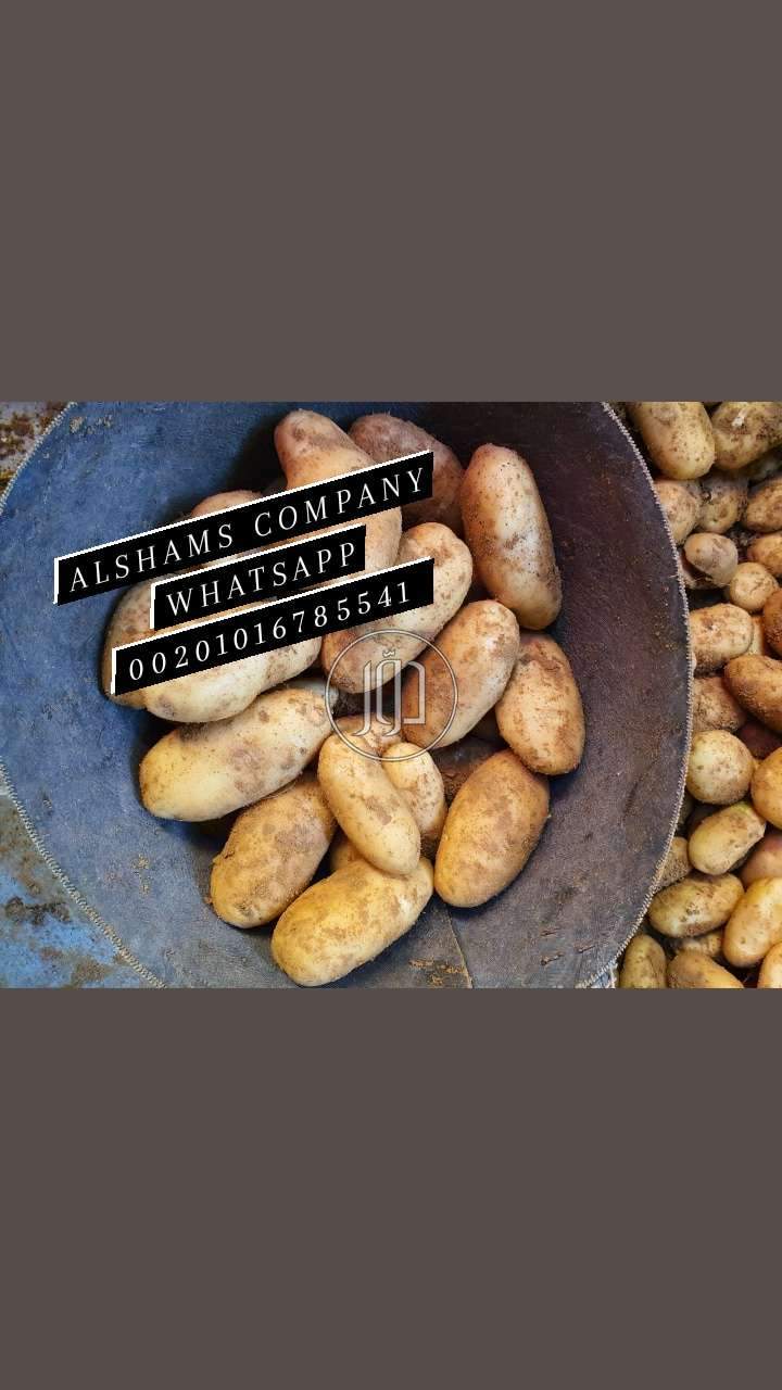 صور خدمات استيراد وتصدير في الكويت - دوّر.كوم