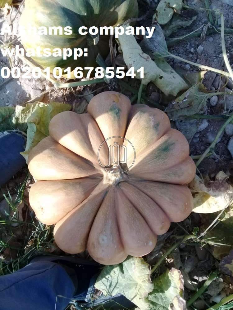 صور خدمات استيراد وتصدير في الكويت - دوّر.كوم