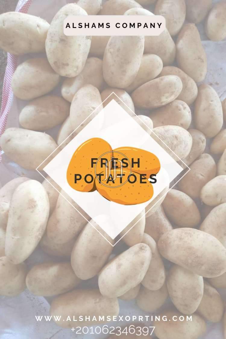 صور خدمات استيراد وتصدير في الأحمدي - دوّر.كوم