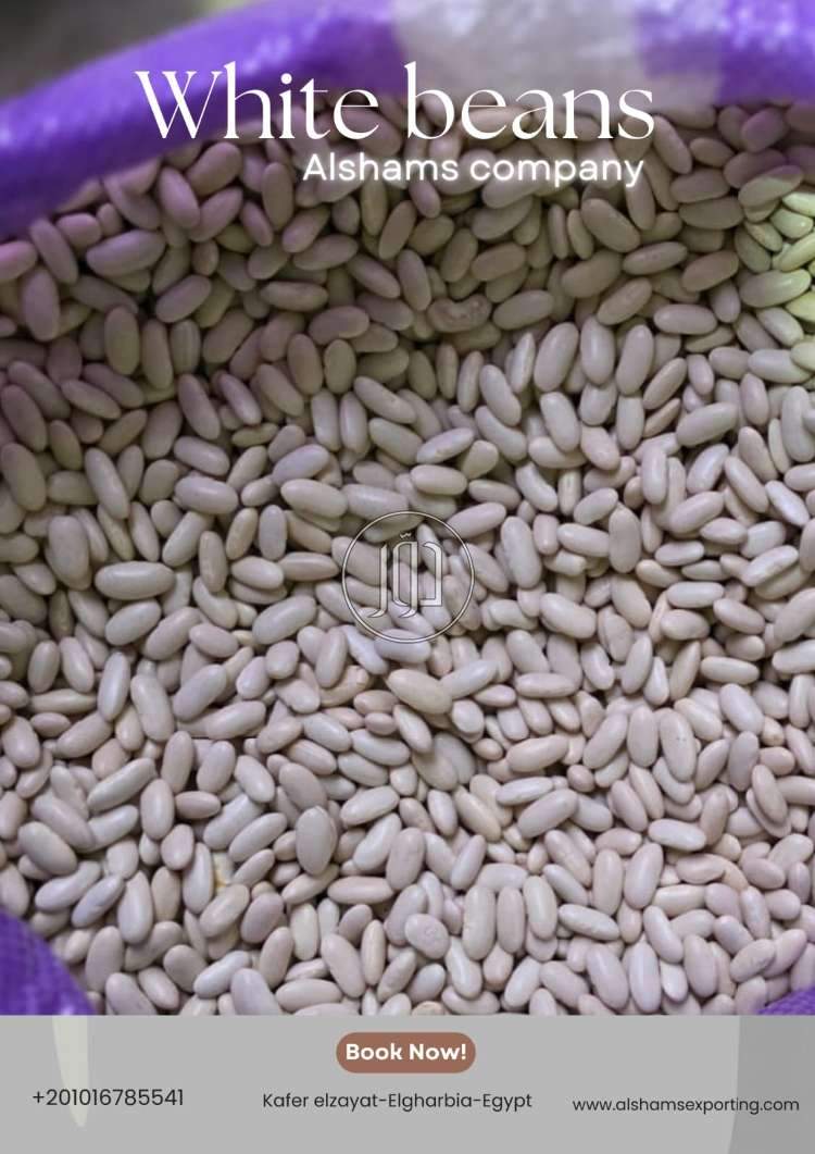 استيراد وتصدير في الكويت