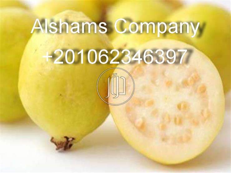 صور خدمات استيراد وتصدير في العاصمة - دوّر.كوم