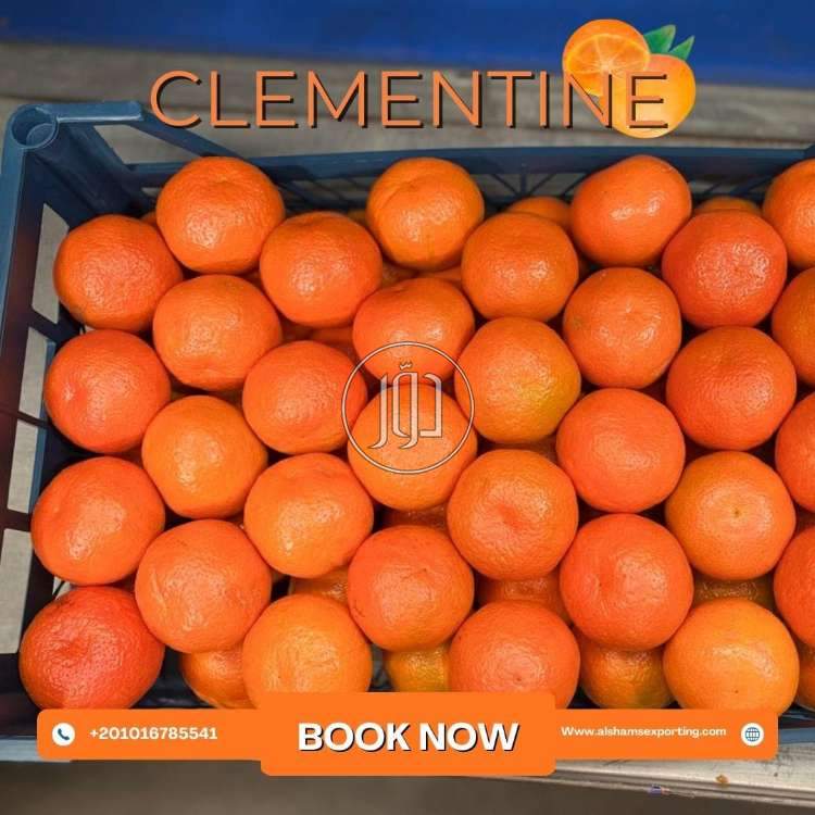 استيراد وتصدير في الكويت