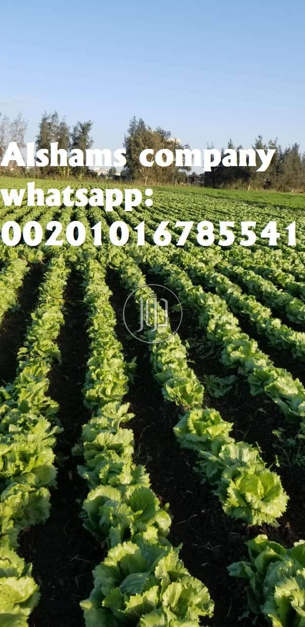 صور خدمات استيراد وتصدير في الكويت - دوّر.كوم