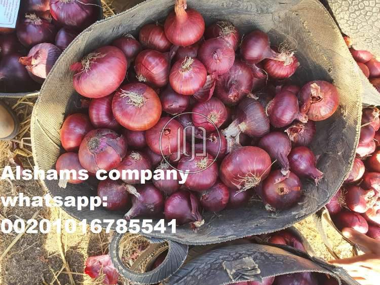 صور خدمات استيراد وتصدير في الكويت - دوّر.كوم