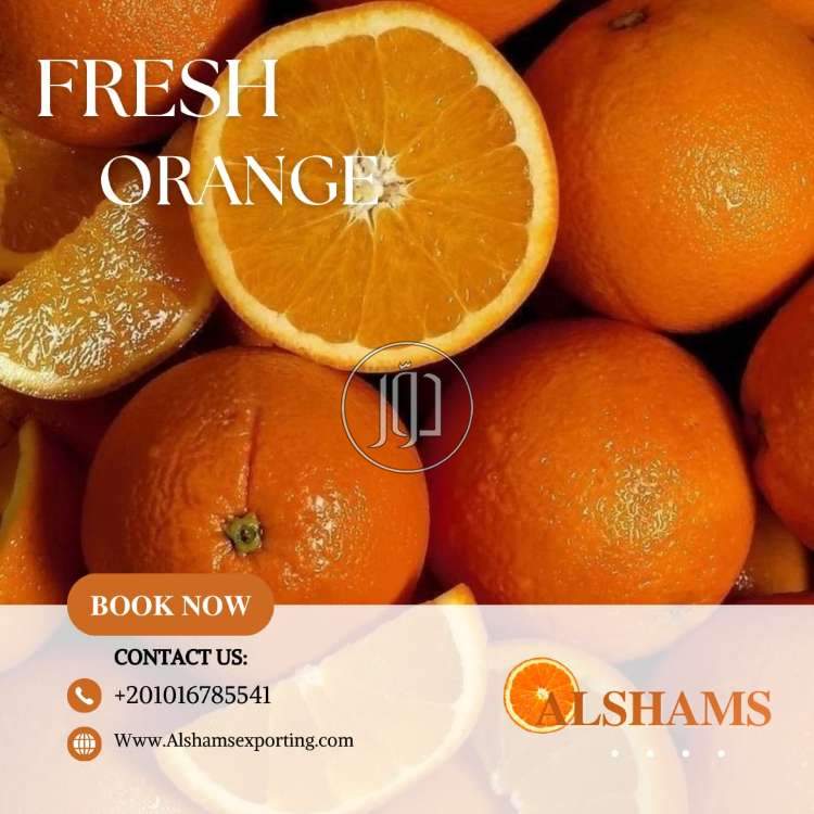 استيراد وتصدير في الكويت - دوّر.كوم