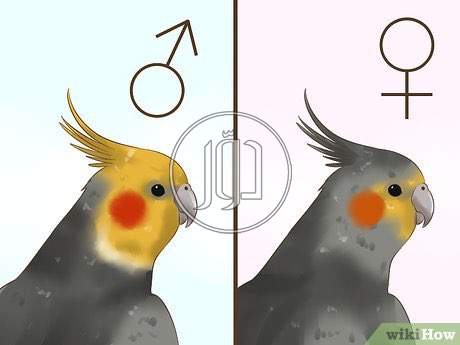 صور خدمات اطباء واستشاريون في مكة المكرمة - دوّر.كوم