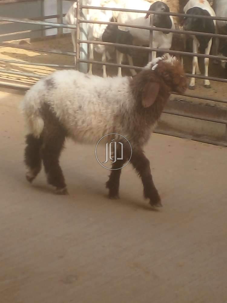 ذبايح للبيع بالكويت وتوصيل ذبايح بالكويت