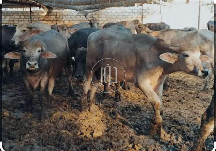 صور خدمات طبية في الإسكندرية - دوّر.كوم