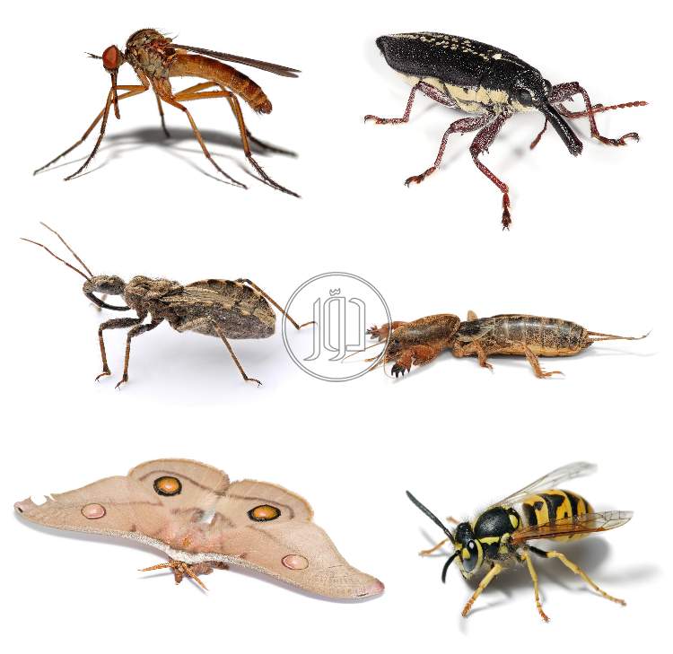 صور خدمات منزلية في السعودية - دوّر.كوم