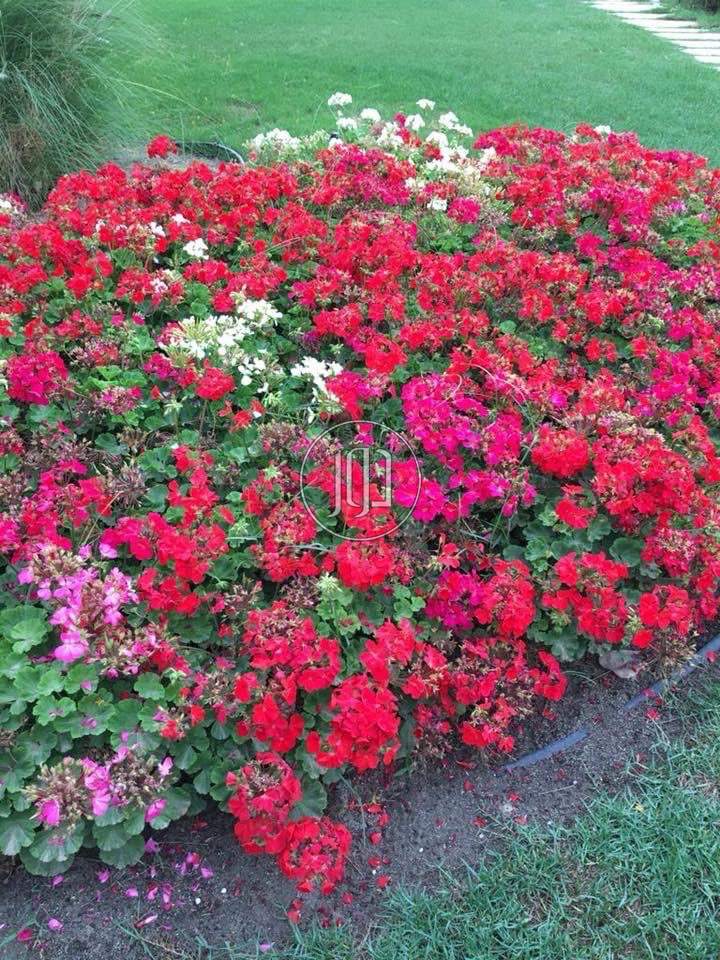 صور خدمات منزلية في الكويت - دوّر.كوم