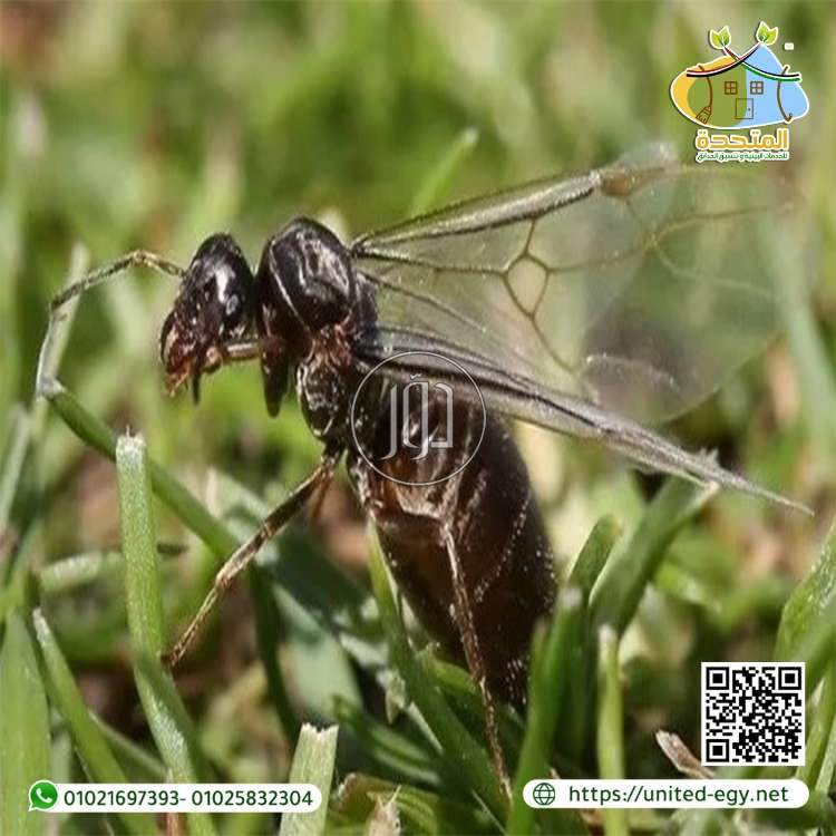 صور خدمات منزلية في مصر - دوّر.كوم