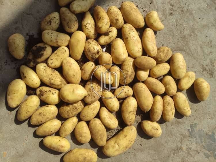 صور محاصيل وبذور زراعية في الامارات - دوّر.كوم