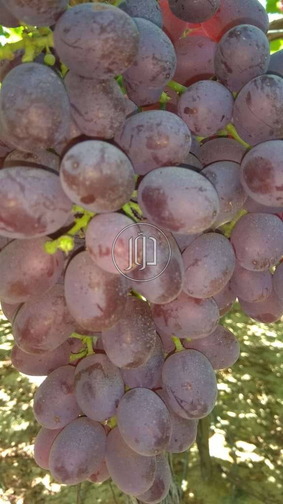 صور محاصيل وبذور زراعية في الامارات - دوّر.كوم