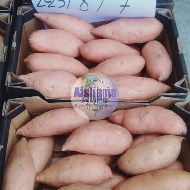 صور محاصيل وبذور زراعية في الامارات - دوّر.كوم