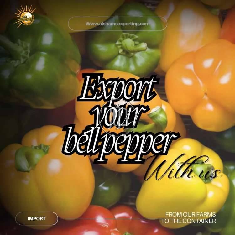 صور محاصيل وبذور زراعية في الامارات - دوّر.كوم