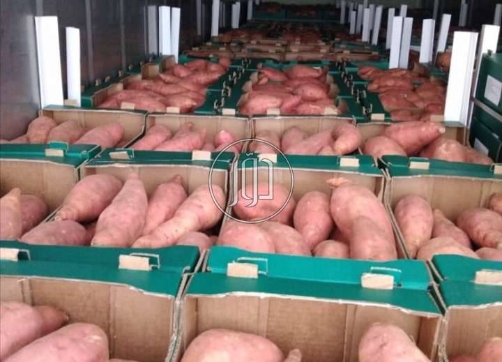 صور محاصيل وبذور زراعية في الامارات - دوّر.كوم