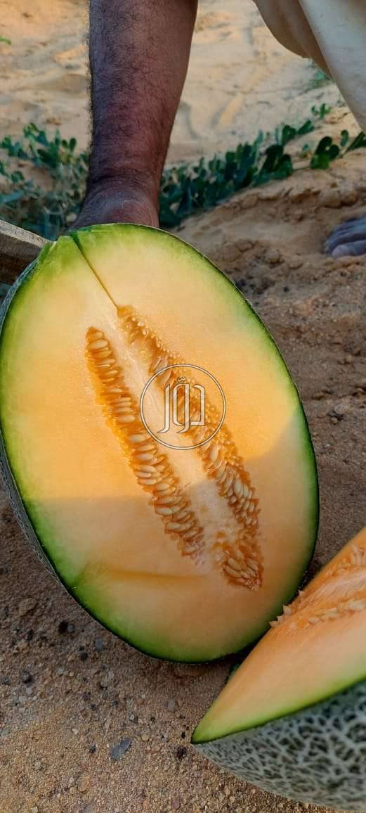 صور محاصيل وبذور زراعية في الامارات - دوّر.كوم