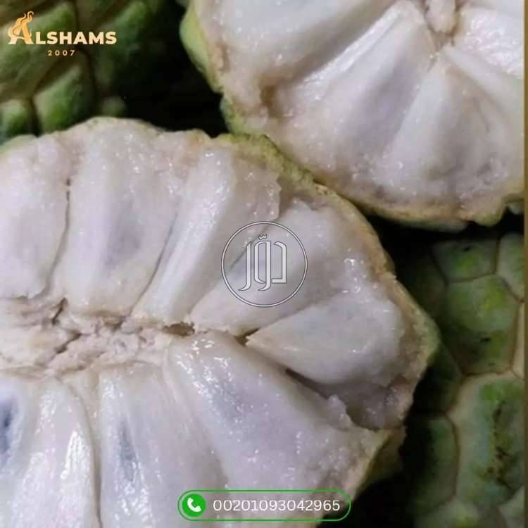 صور محاصيل وبذور زراعية في الامارات - دوّر.كوم