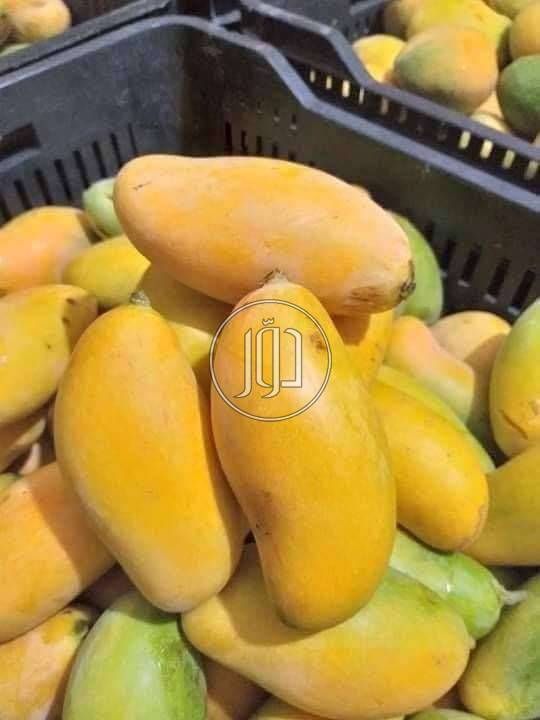 صور محاصيل وبذور زراعية في الامارات - دوّر.كوم