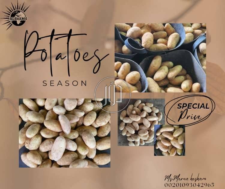 صور محاصيل وبذور زراعية في الامارات - دوّر.كوم