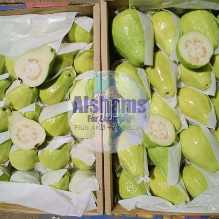 صور محاصيل وبذور زراعية في الامارات - دوّر.كوم