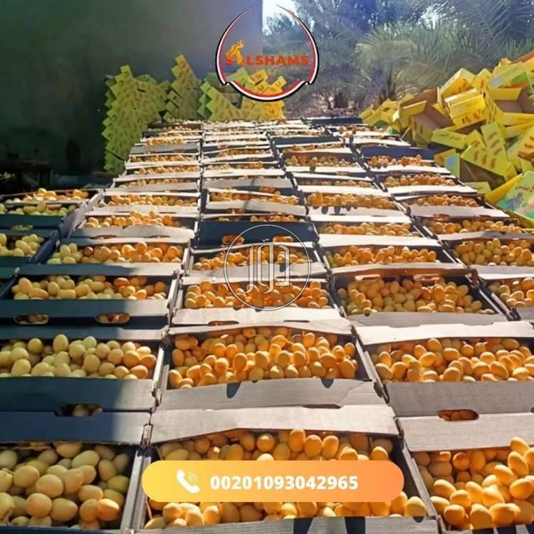 صور محاصيل وبذور زراعية في الامارات - دوّر.كوم