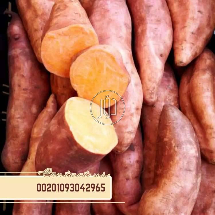 صور محاصيل وبذور زراعية في الامارات - دوّر.كوم